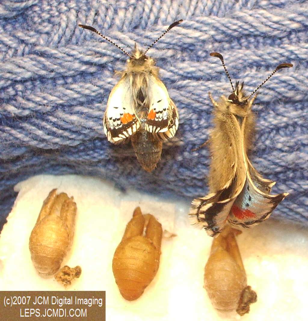 Philotes sonorensis (Sonoran Blue) life cycle images from jcmdi.com